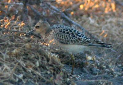 Buff-Breasted Sandpiper, juvenile