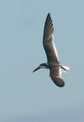 Black Skimmer