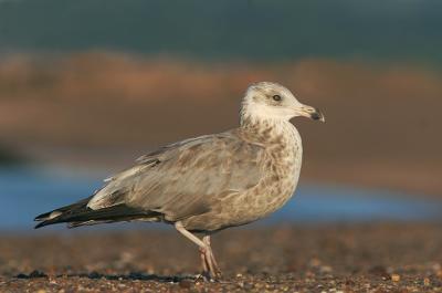 Herring Gull, second winter