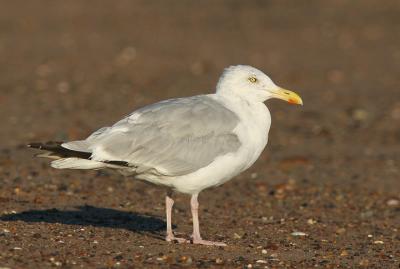 Herring Gull, adult winter