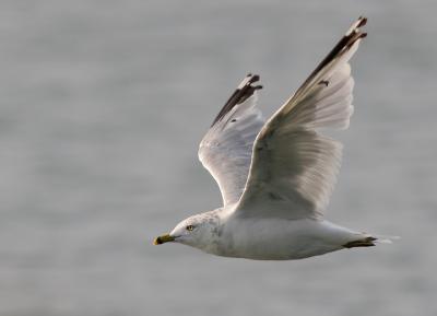 Ring-billed Gull, molting to adult winter