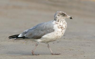 Herring Gull, third winter