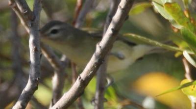 Birds -- Philadelphia Vireo? (RAW Conversions)