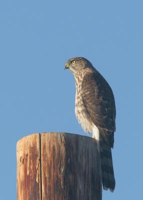 Cooper's Hawk, juvenile