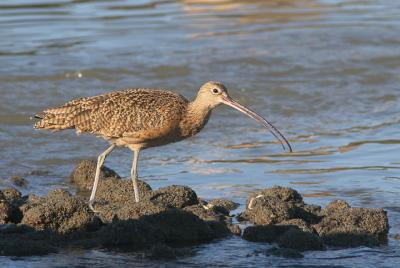 Long-billed Curlew