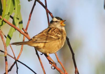 White-crowned Sparrow, Puget Sound, singing male, Fall