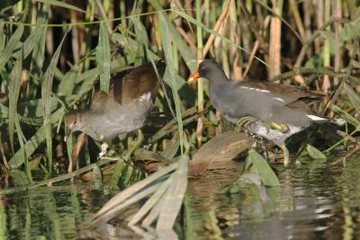 Common Gallinules, adult and juvenile