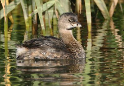 Pied-billed Grebe