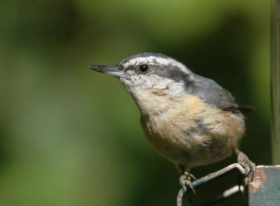 Red-breasted Nuthatch, female