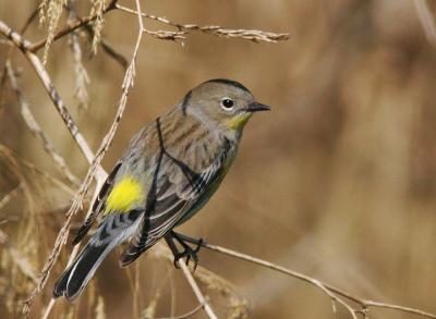 Yellow-rumped Warbler, Audubon's