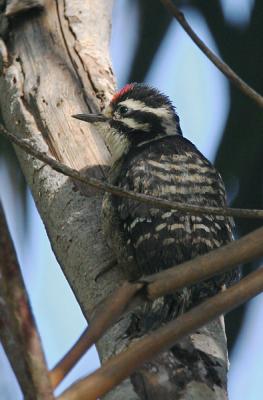 Nuttall's Woodpecker, juvenile