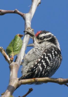 Nuttall's Woodpecker, juvenile