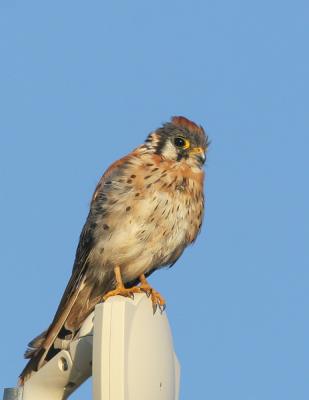 American Kestrel, male