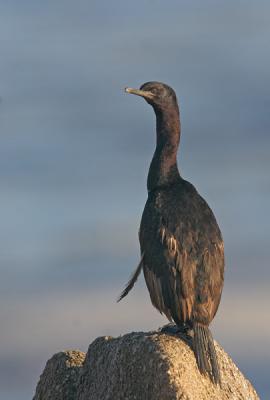 Pelagic Cormorant, first winter
