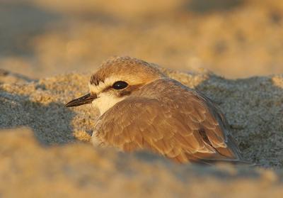 Snowy Plover, adult non-breeding plumage