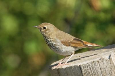Hermit Thrush