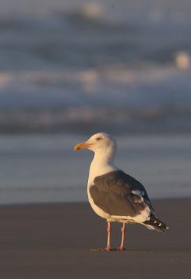 Western Gull, adult