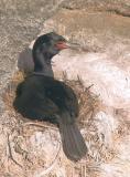 Pelagic Cormorant, on nest
