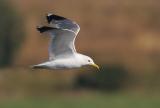 California Gull, flying