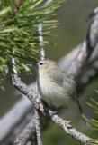 Warbling Vireo