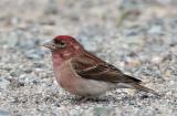 Cassins Finch, male