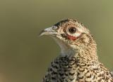 Ring-necked Pheasant, female