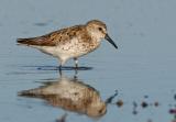 Western Sandpiper, fall breeding