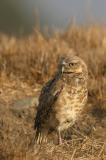 Burrowing Owl, adult
