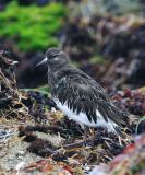 Black Turnstone