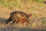 Ring-necked Pheasant, young male