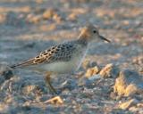 Buff-Breasted Sandpiper, juvenile