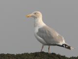 Herring Gull, adult winter