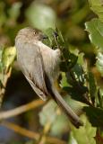 Bushtit, female