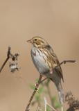 Savannah Sparrow