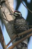 Nuttalls Woodpecker, juvenile