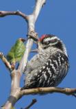 Nuttalls Woodpecker, juvenile