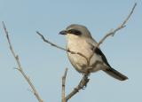 Loggerhead Shrike