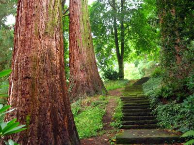 Sequoia.JPG