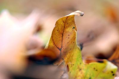 IMG_6986.JPG