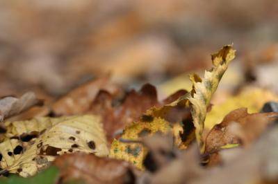 IMG_7312.JPG
