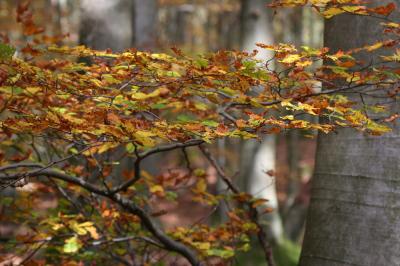 Fall.JPG
