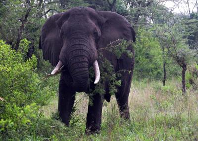 African Elephant up close & personal