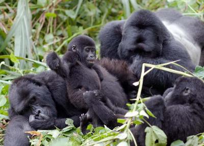 Happy gorilla family values