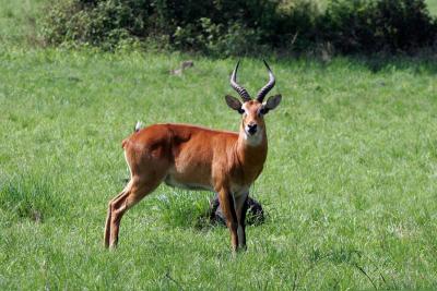 Study:  Male Kob