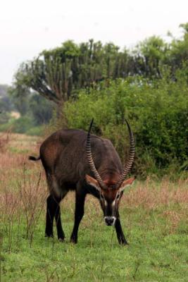 Water Buck