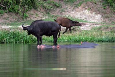 Young buffalo