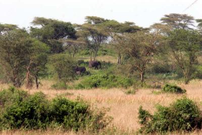 The forest and the elephant