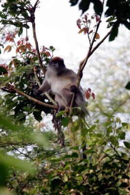 Red tail monkey