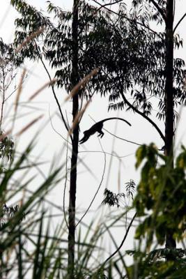 acrobat