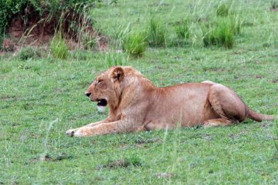 Adolescent Male